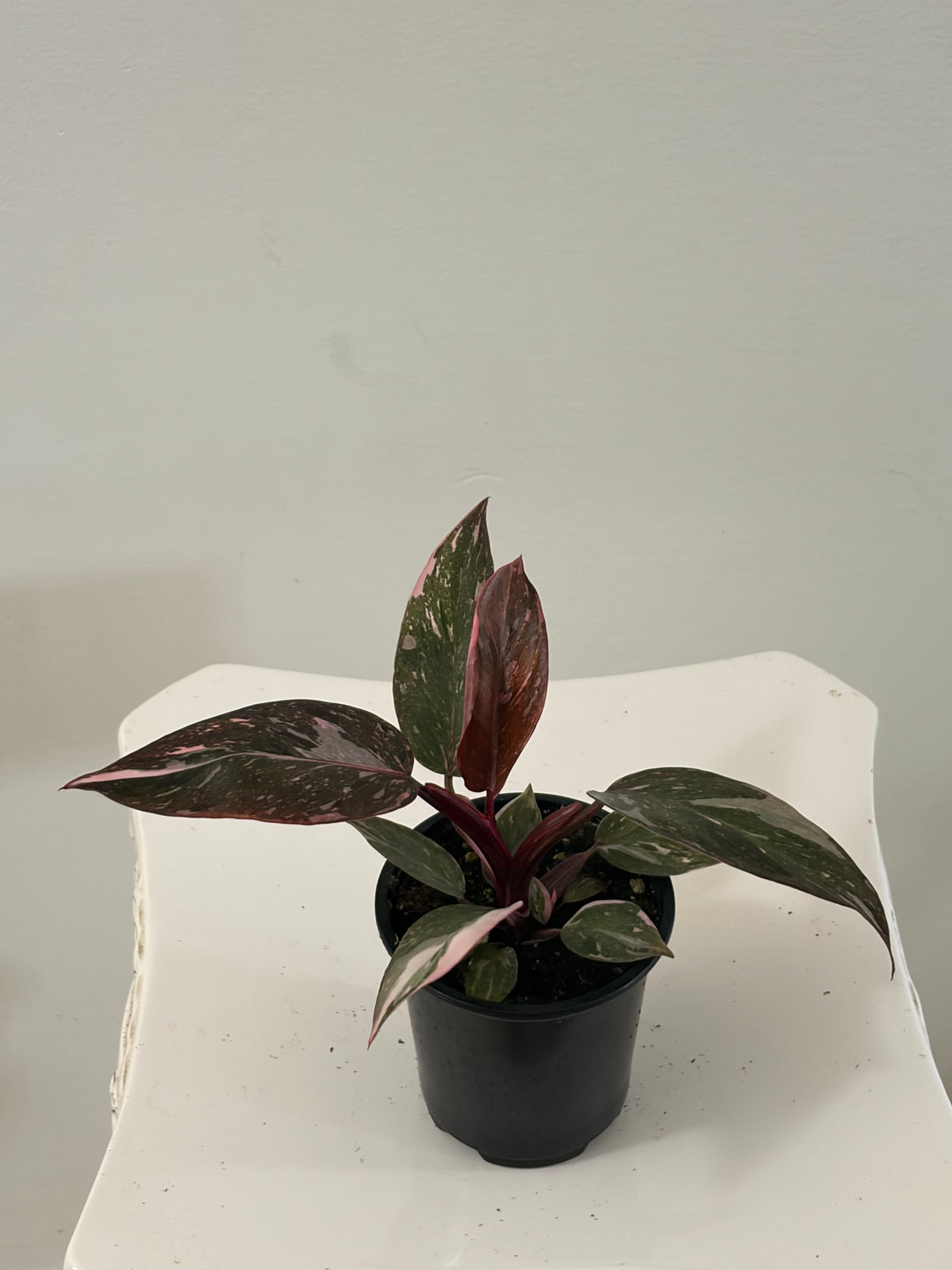 4" Philodendron Pink Princess
