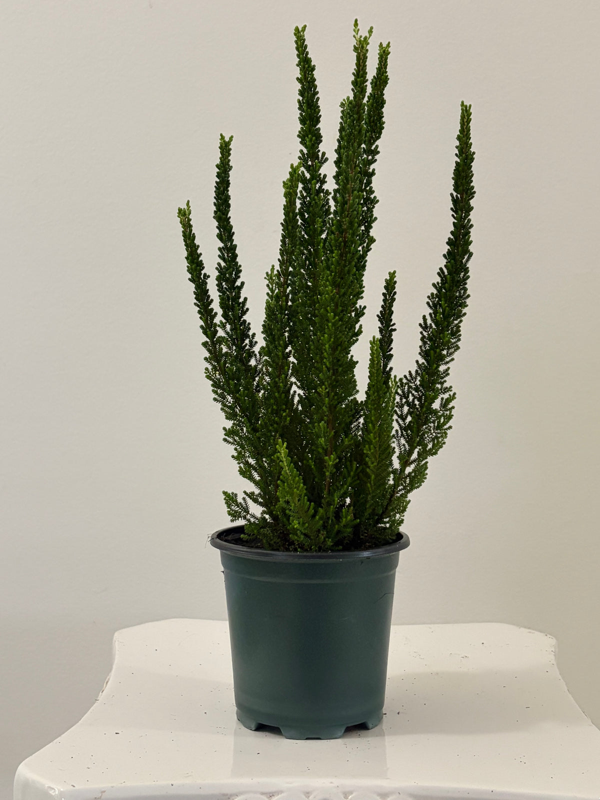 4” Heather Calluna Vulgaris