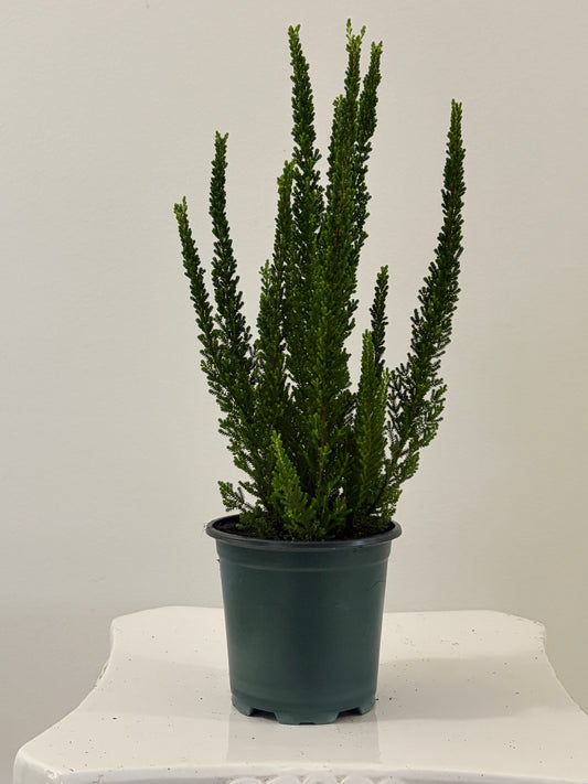 4” Heather Calluna Vulgaris