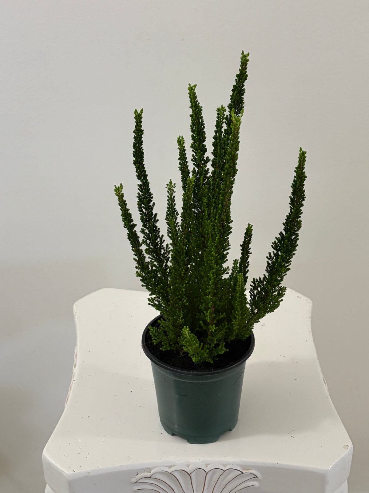 4” Heather Calluna Vulgaris
