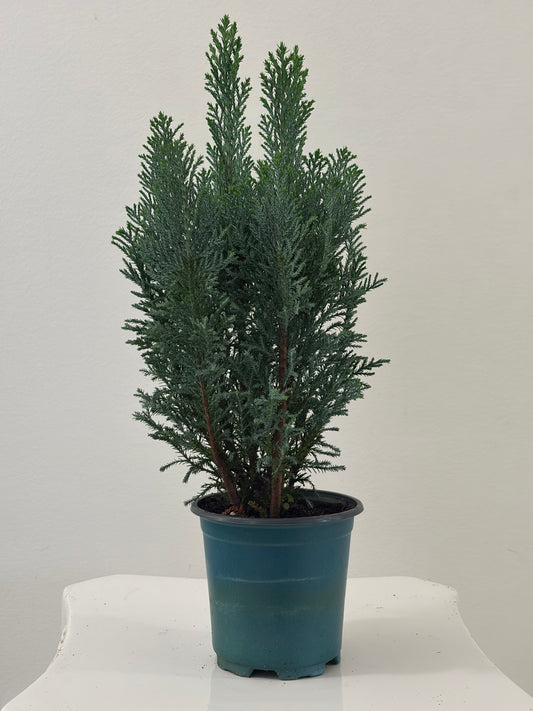 4” Pot Ellwoodii Chamaecyparis