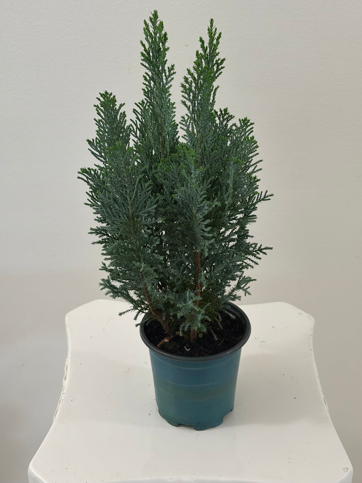 4” Pot Ellwoodii Chamaecyparis