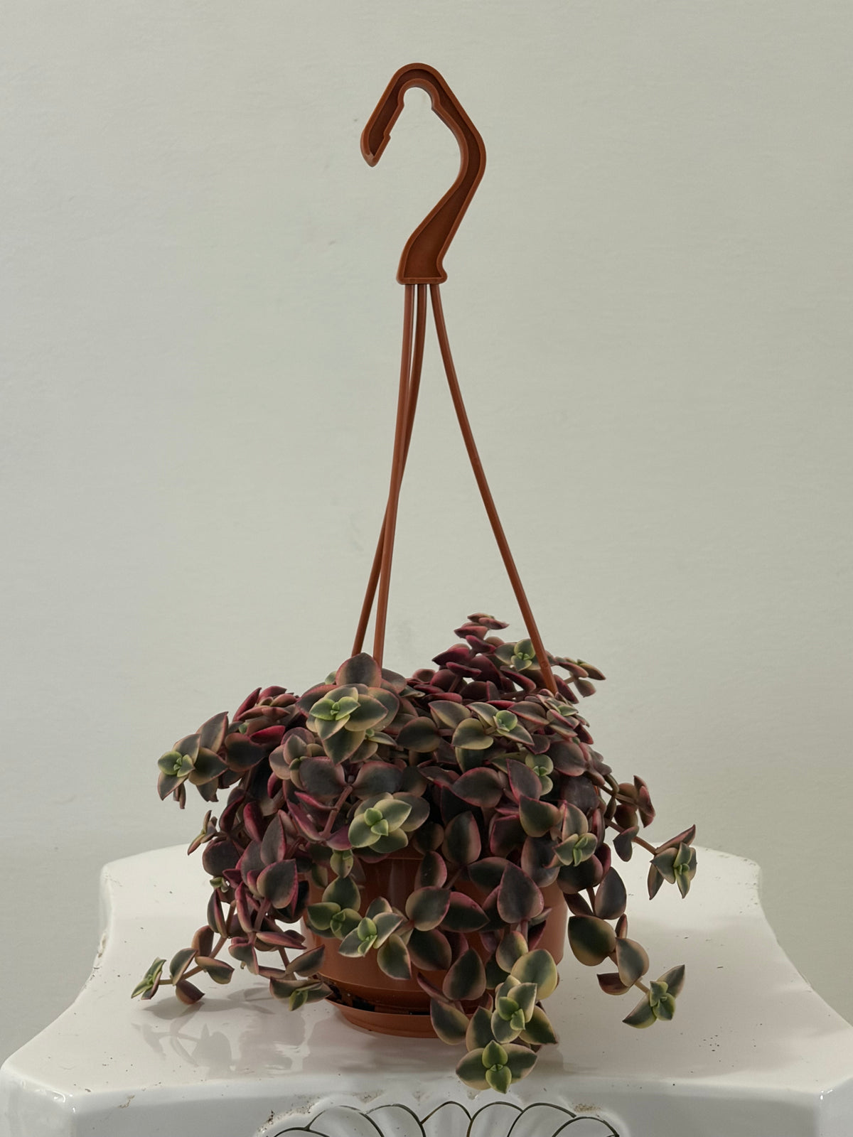4” Baby Rose Hanging Basket