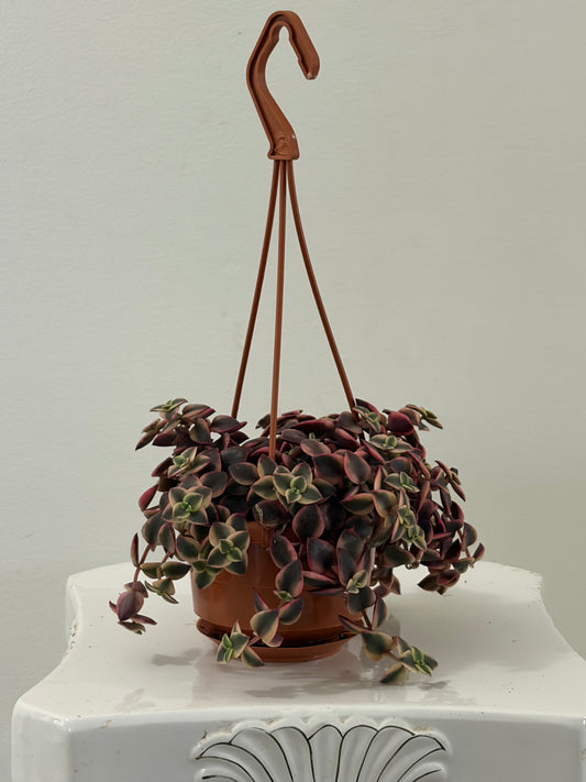 4” Baby Rose Hanging Basket