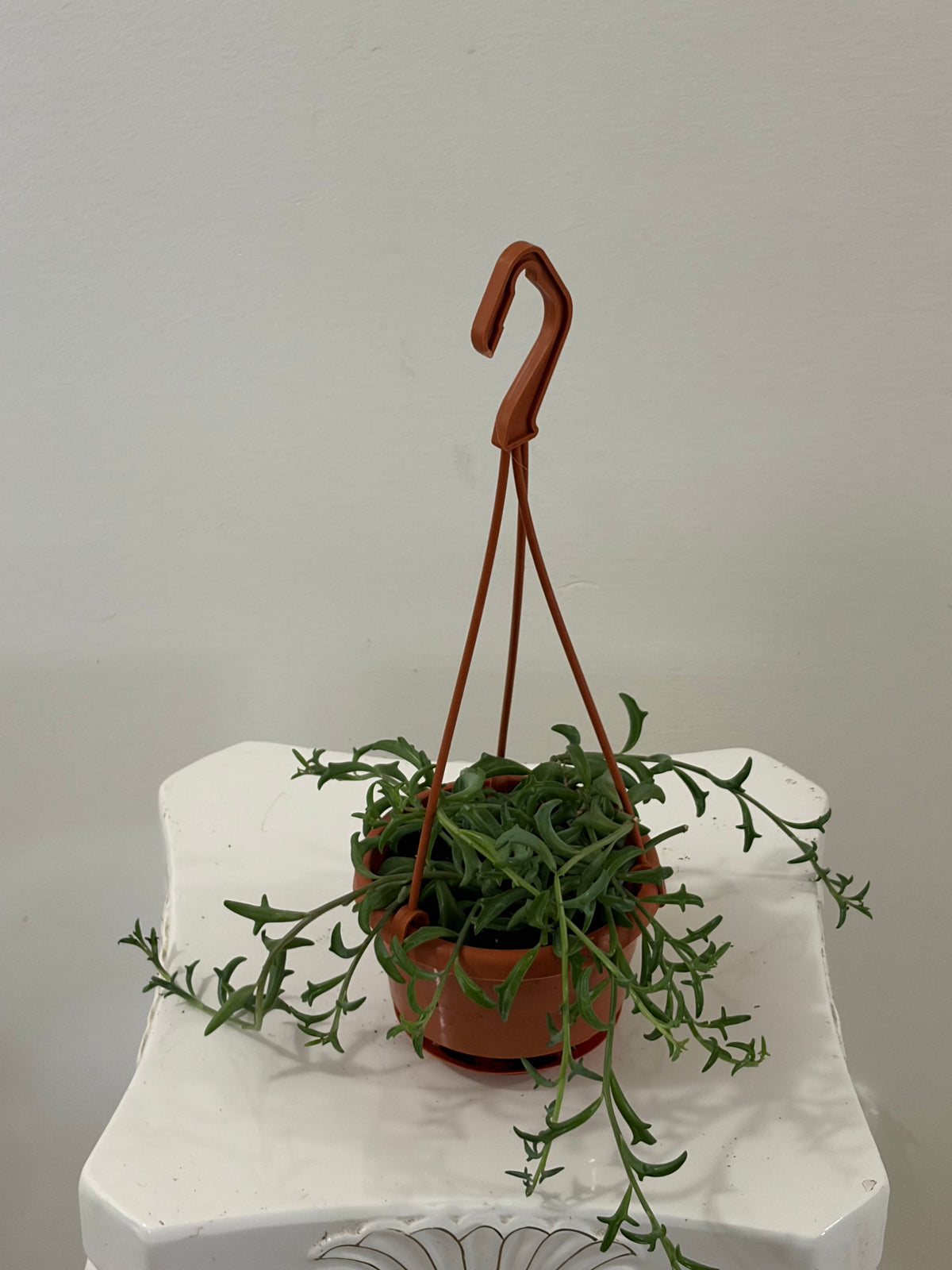 4” Dolphins Hanging Basket