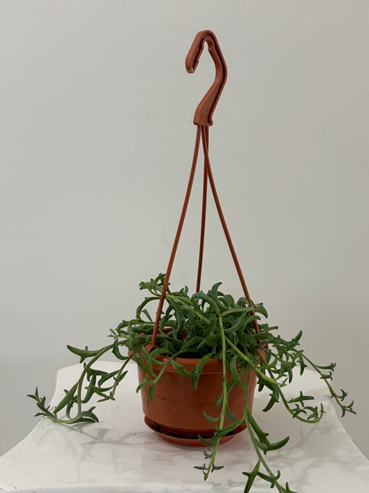 4” Dolphins Hanging Basket
