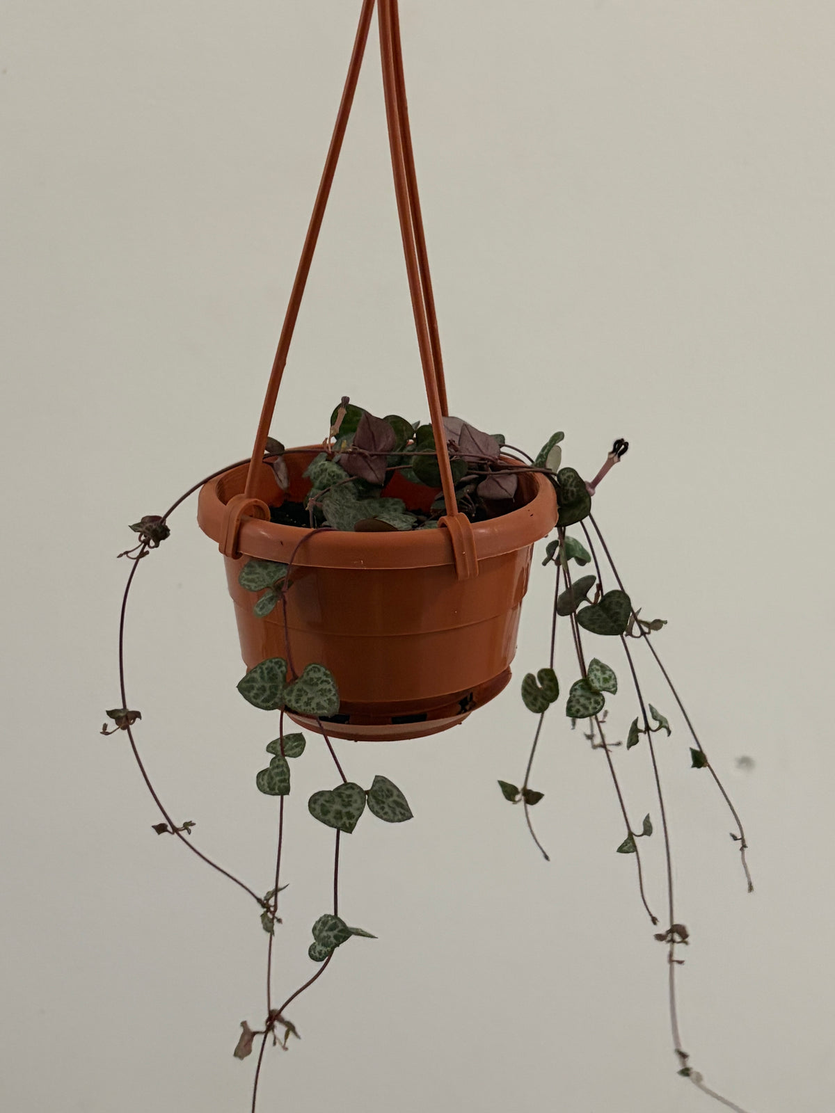 4” String of Hearts Hanging Basket