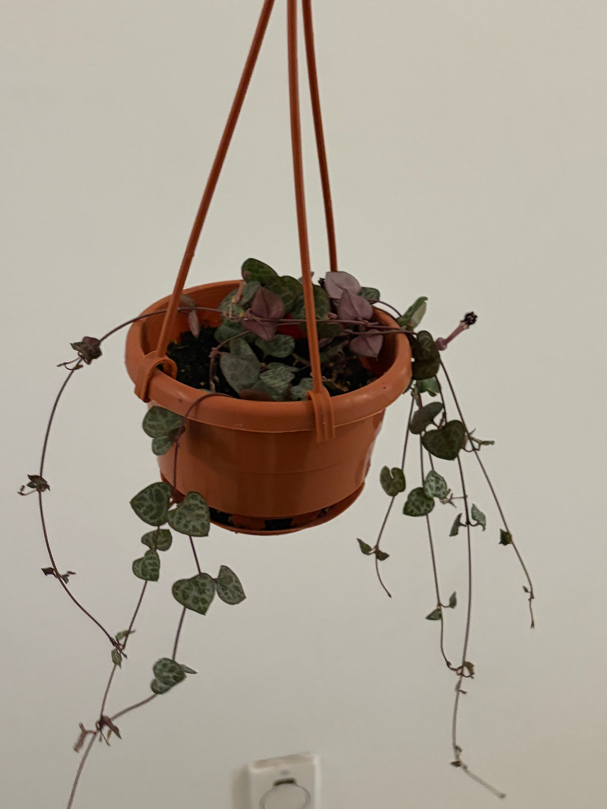 4” String of Hearts Hanging Basket