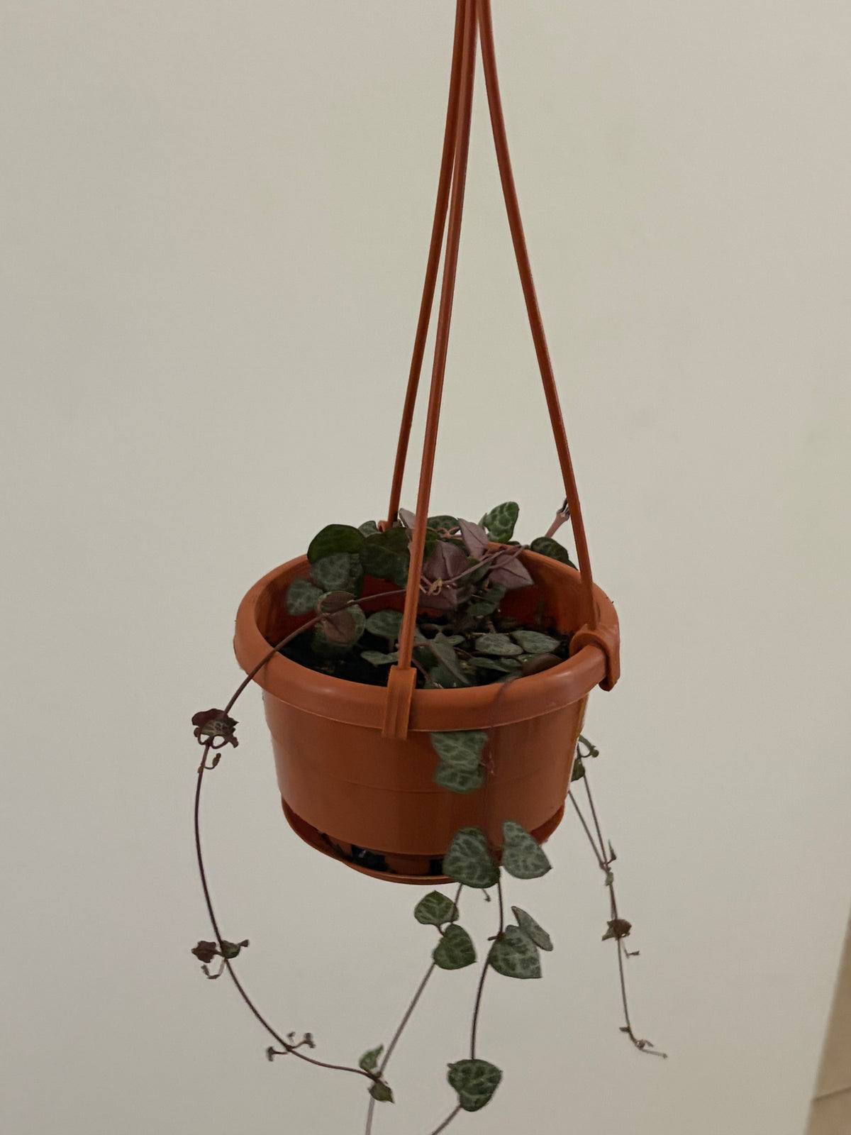 4” String of Hearts Hanging Basket