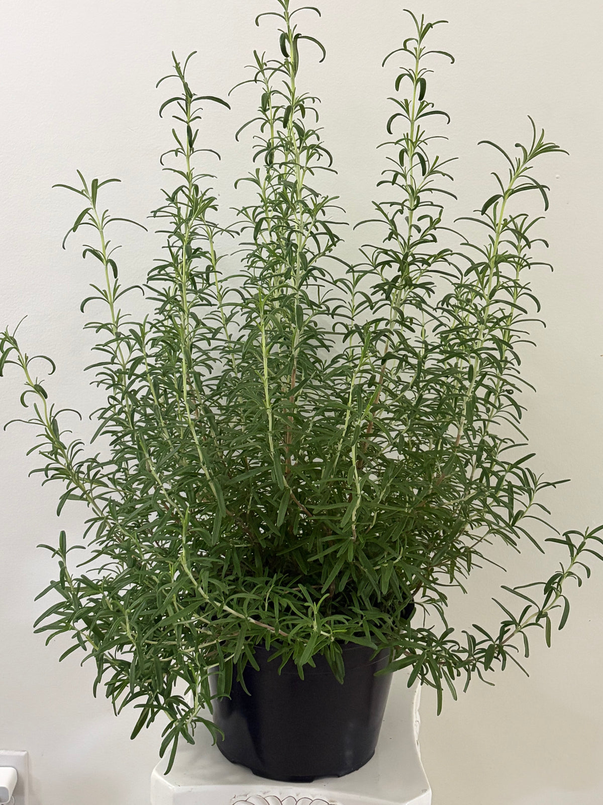 9" Rosemary