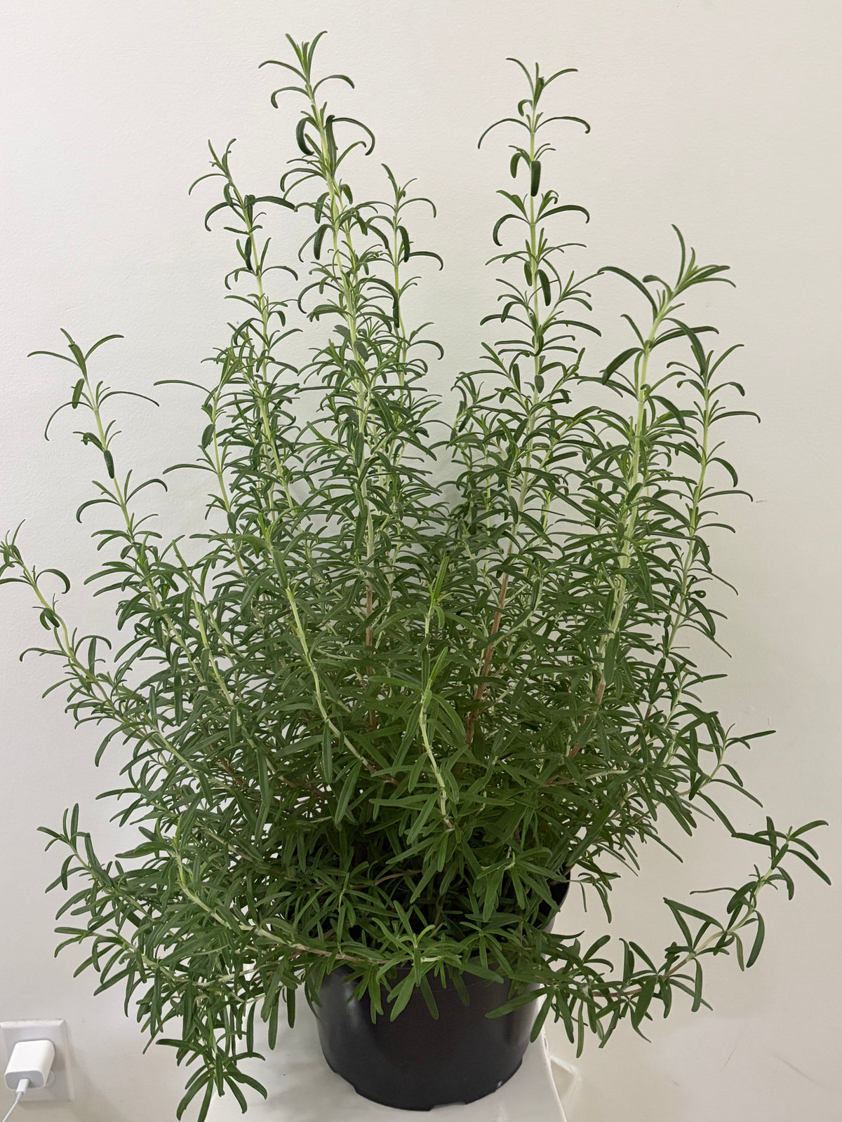 9" Rosemary