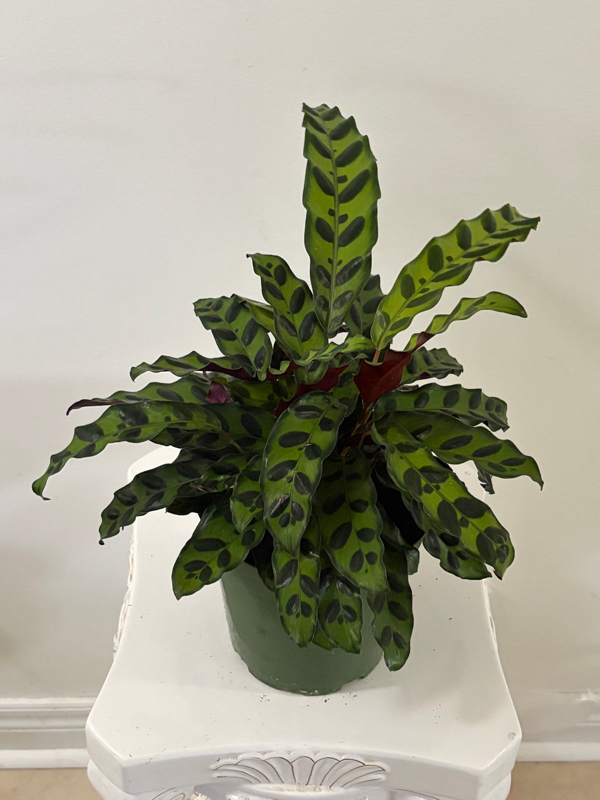 6" Calathea Rattle Snake