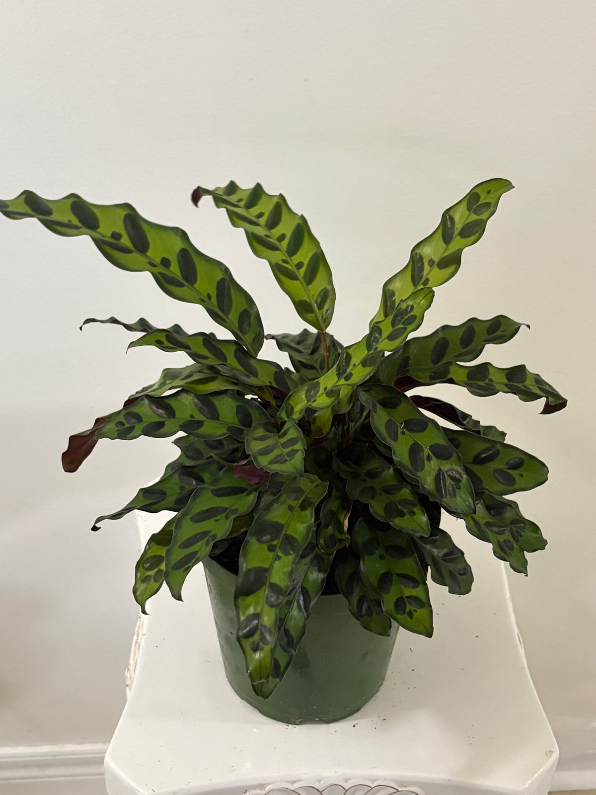 6" Calathea Rattle Snake
