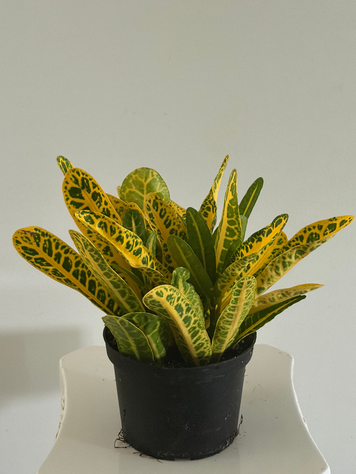 6" Croton Mammy