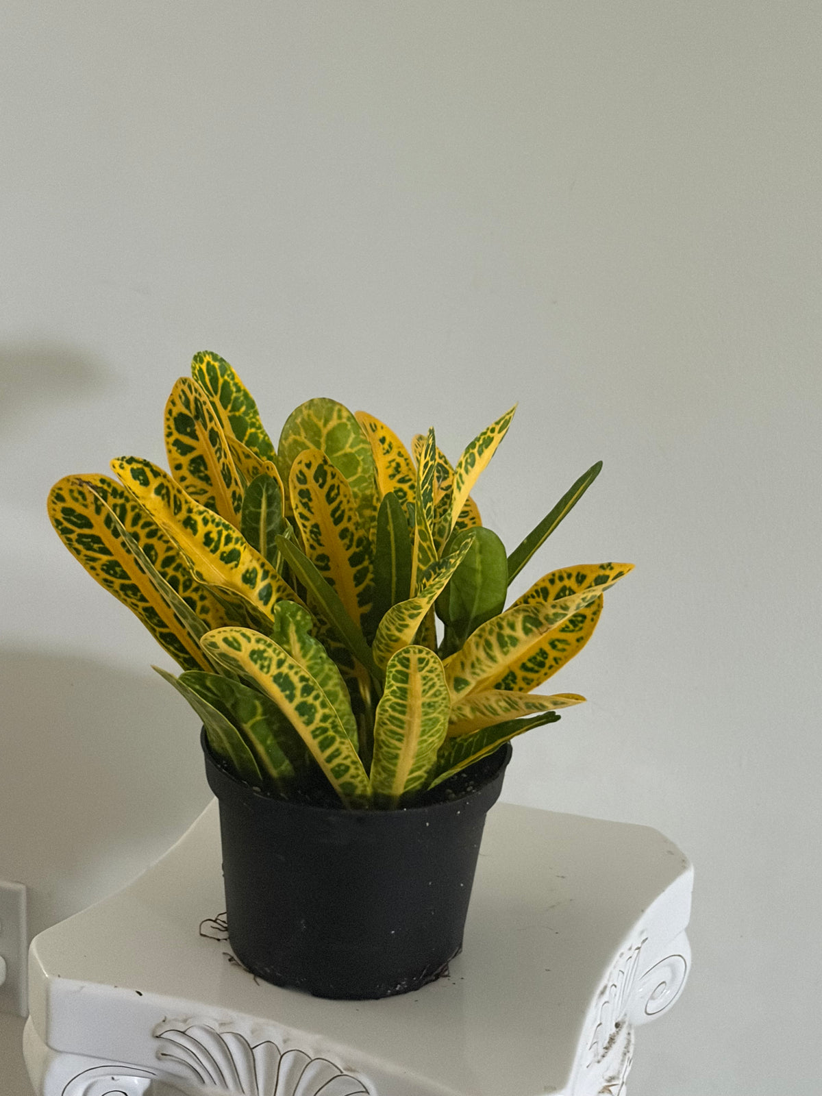 6" Croton Mammy