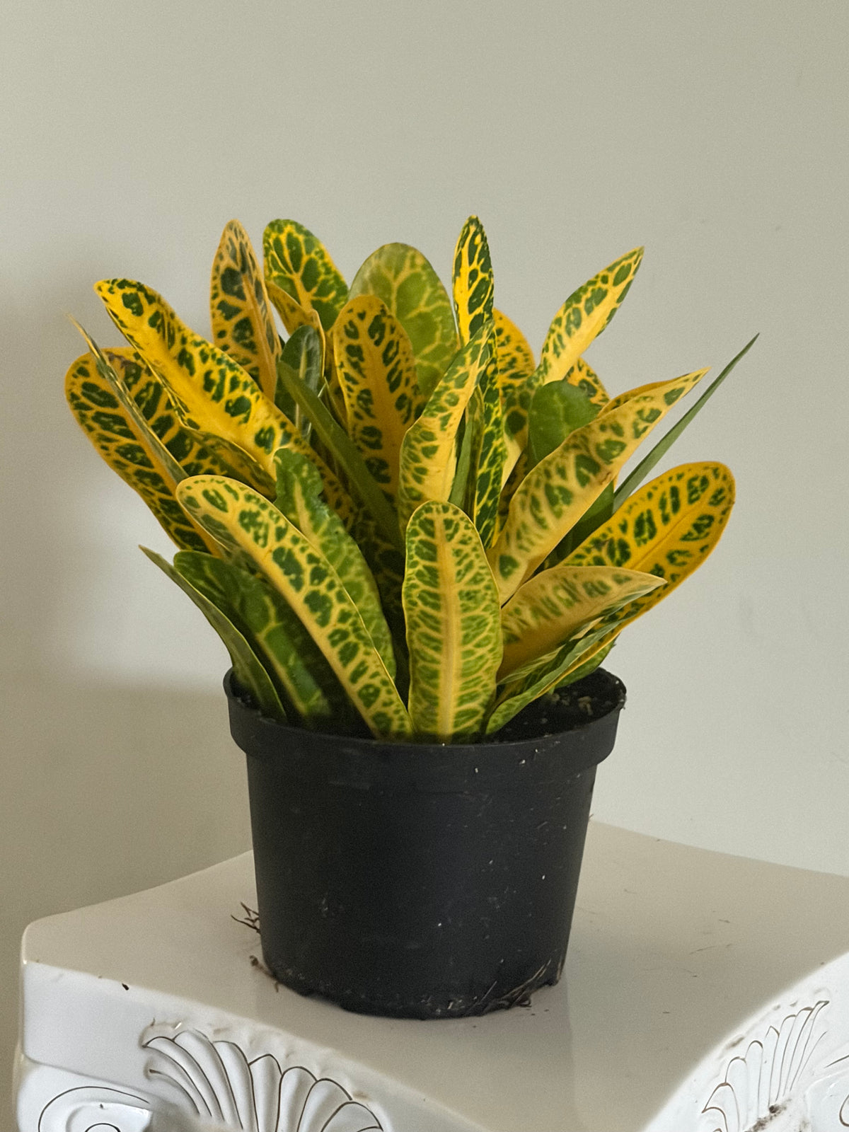 6" Croton Mammy