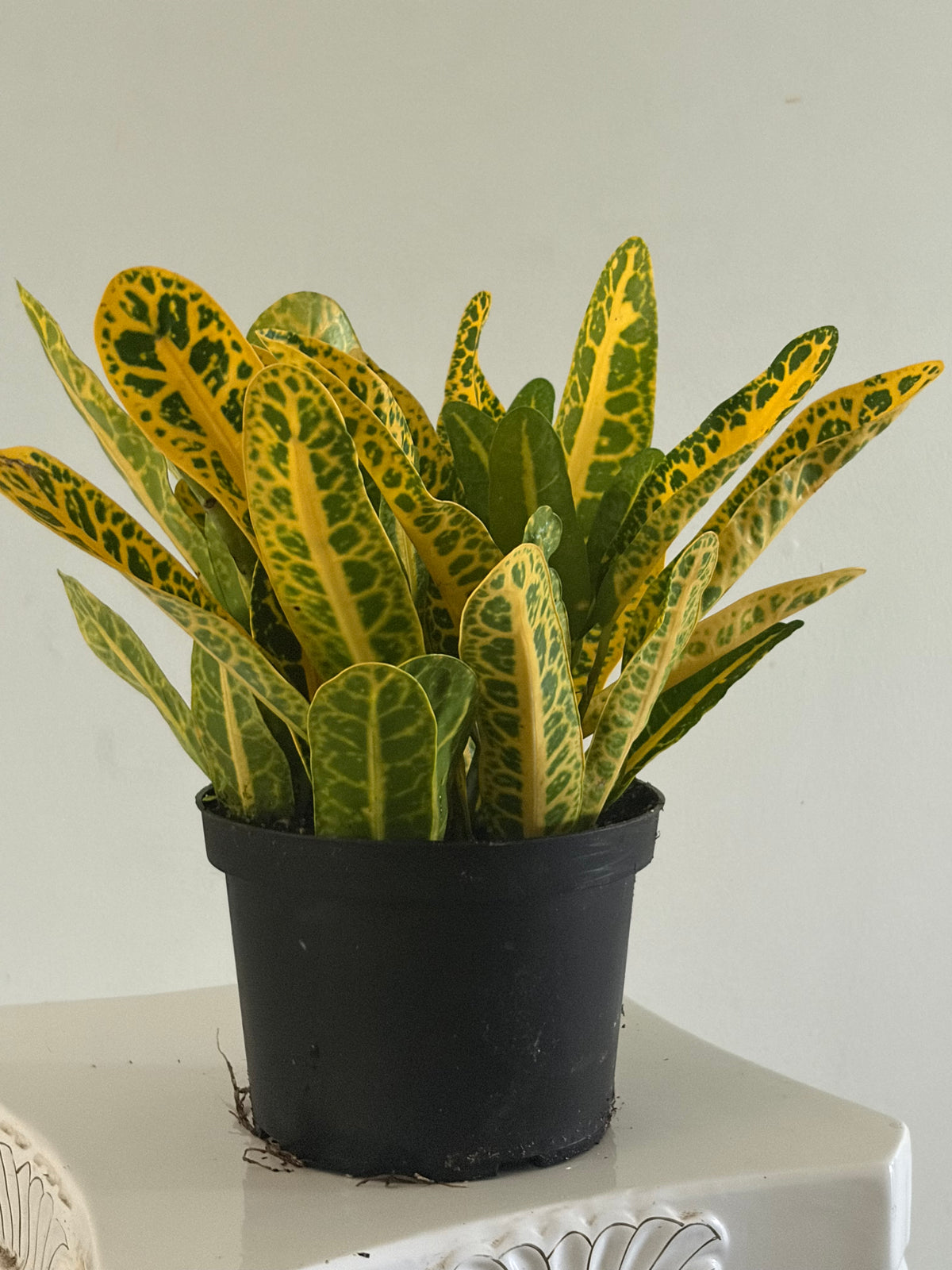 6" Croton Mammy