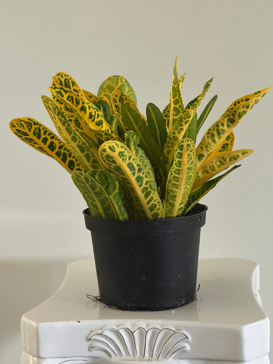 6" Croton Mammy
