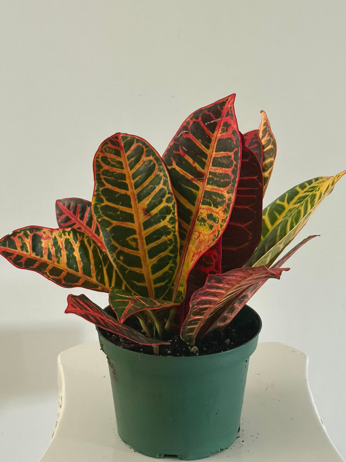 6" Croton petra