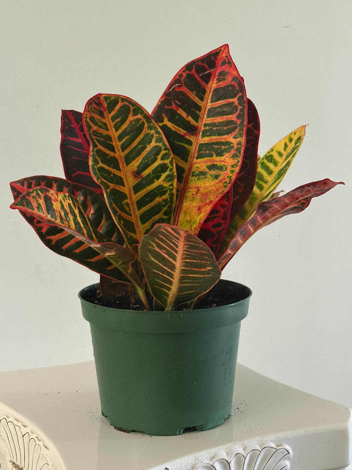 6" Croton petra