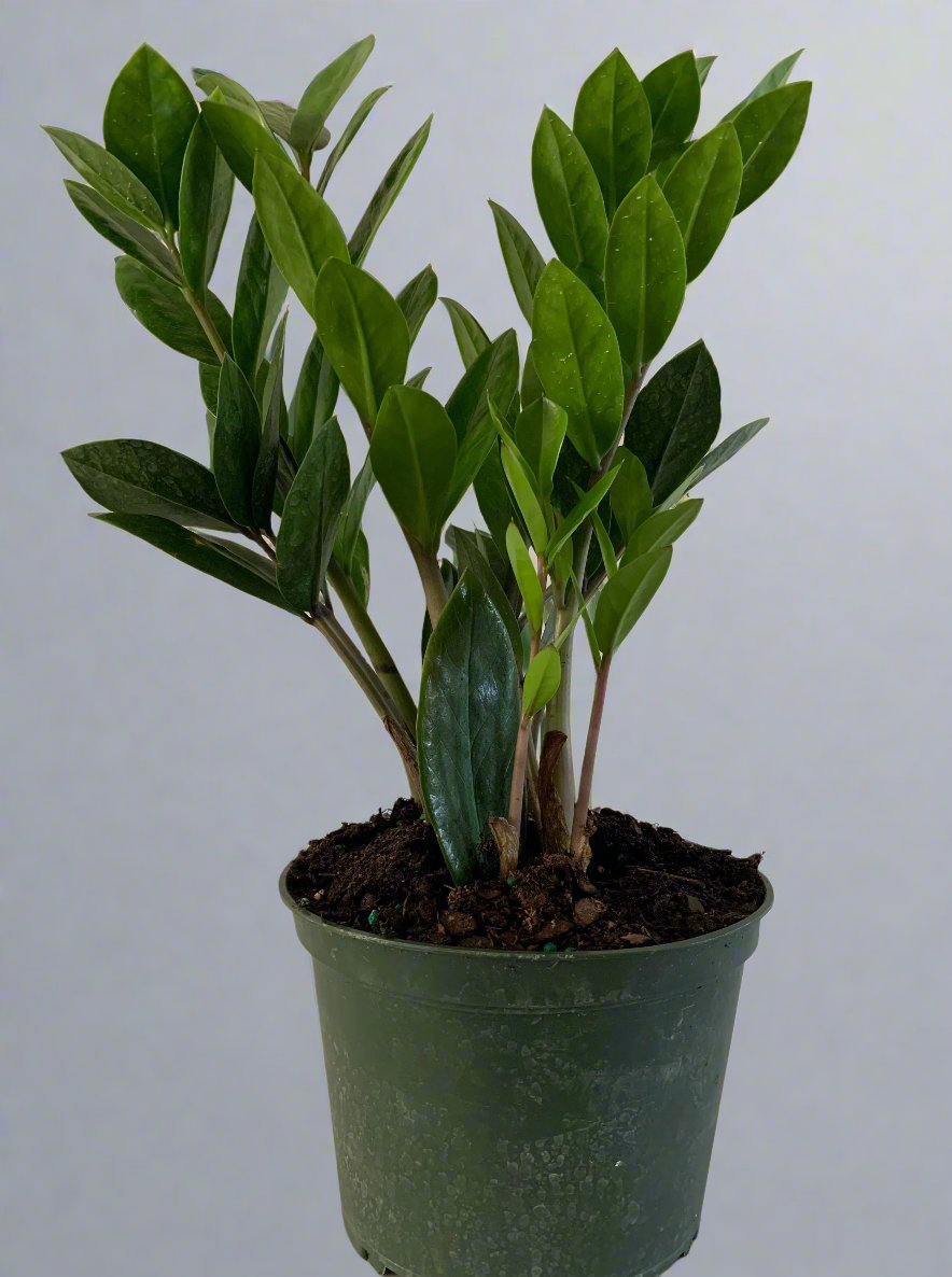 ZZ (Zamioculcas Zamiifolia) Plant 6"