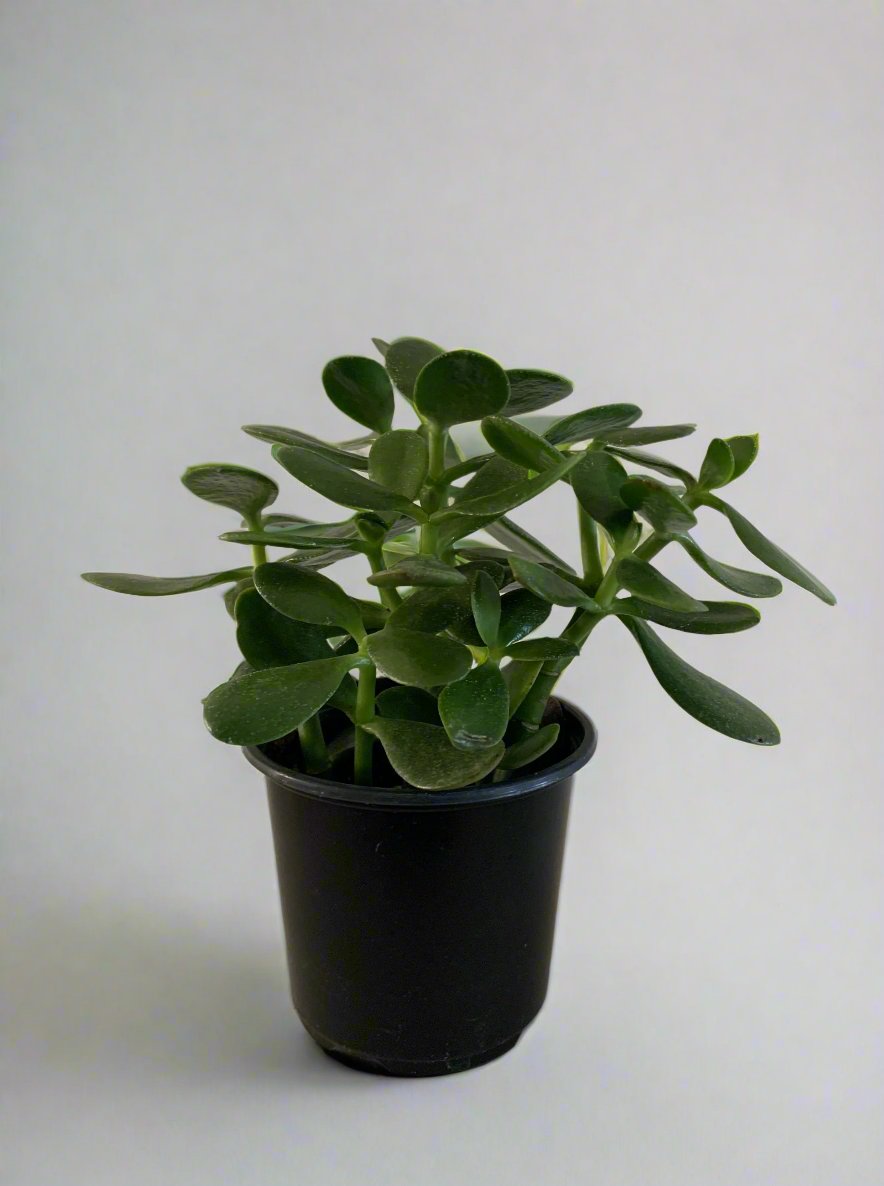 Jade Plant 4"