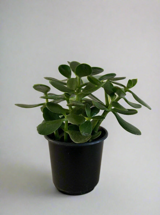 Jade Plant 4"