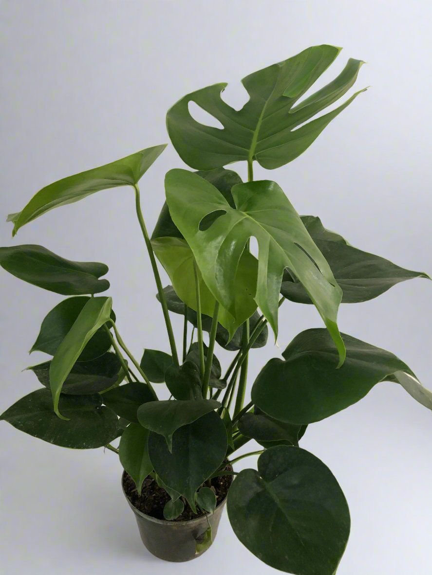 Monstera Deliciosa