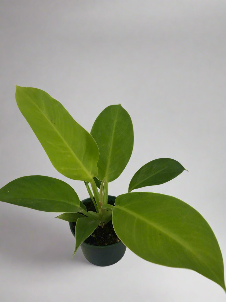 Philodendron Moonlight