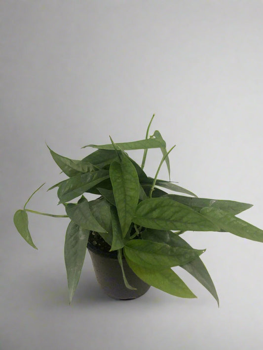 Pothos Cebu Blue