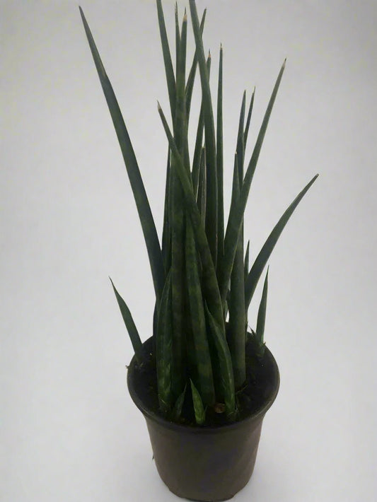 4" Sansevieria Fernwood