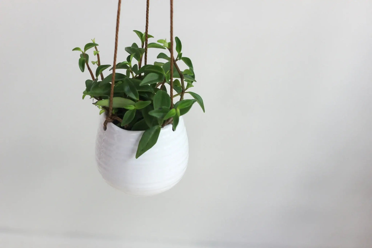 Large Ribbed Glossy White Ceramic Hanging Planter Pot: 7