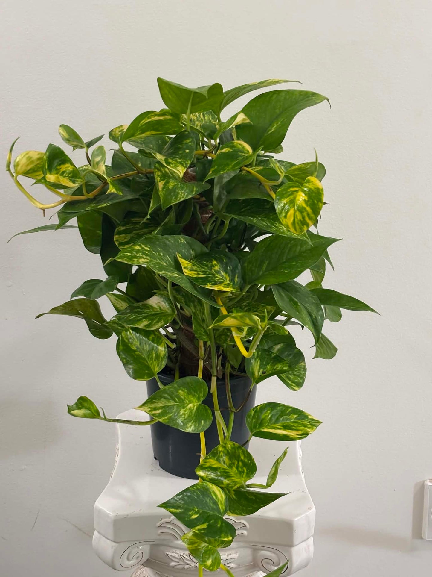 6" Golden Pothos Totem with Pole