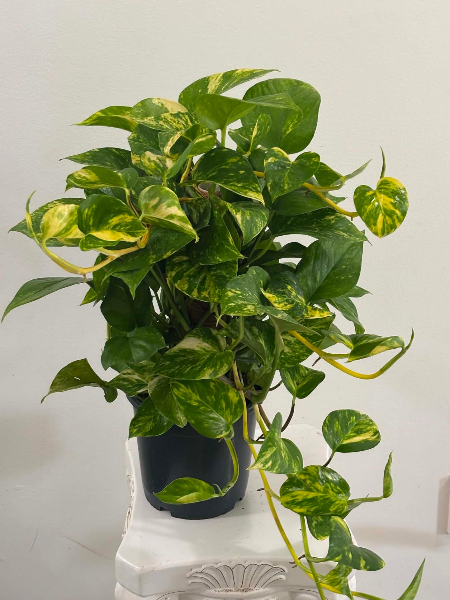 6" Golden Pothos Totem with Pole