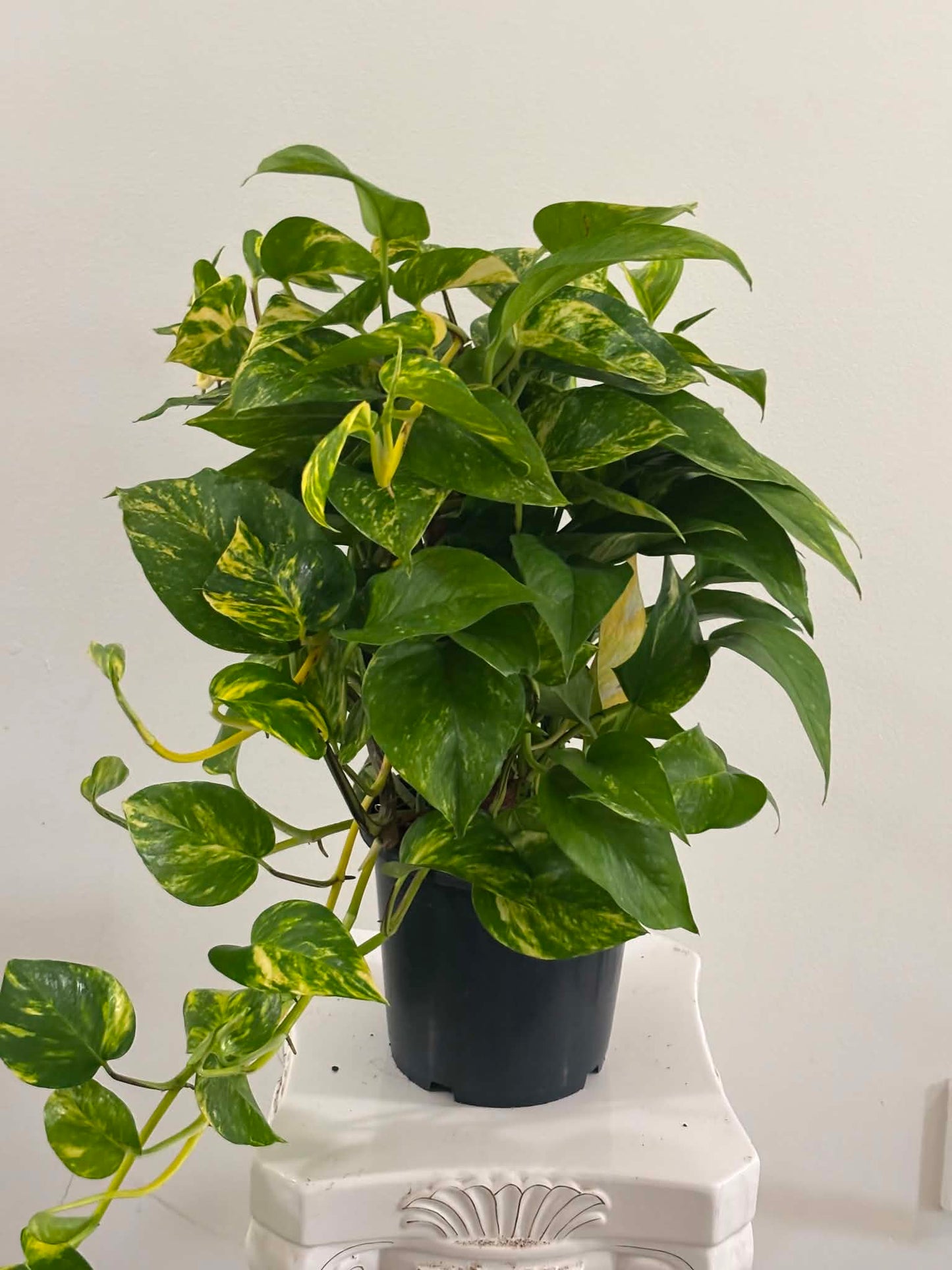 6" Golden Pothos Totem with Pole