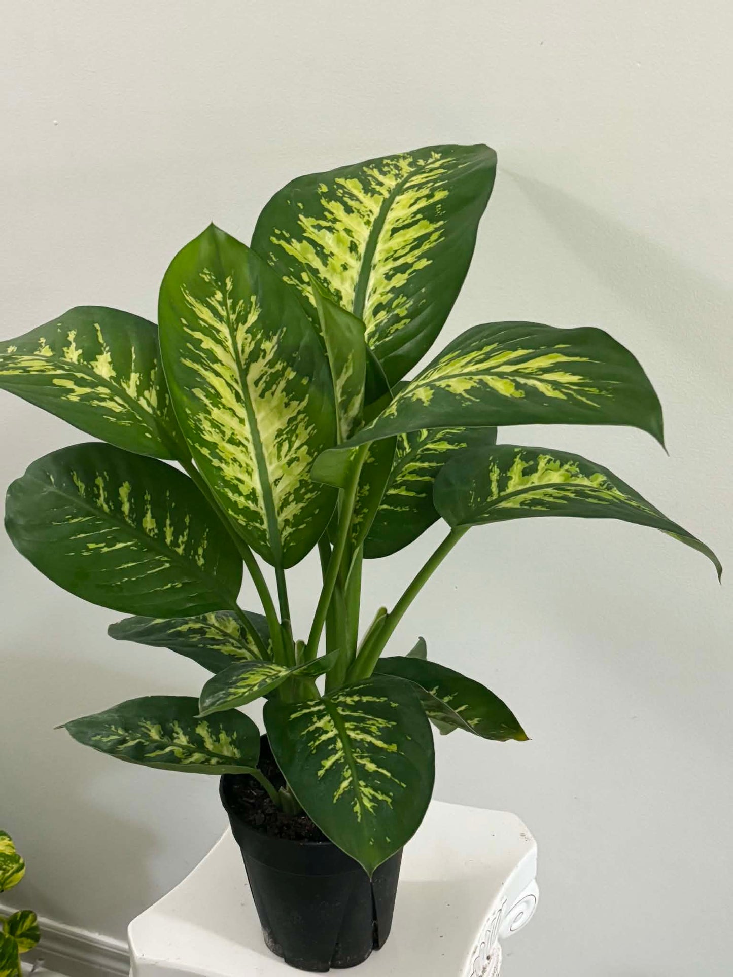 6" Dieffenbachia Tropic Snow
