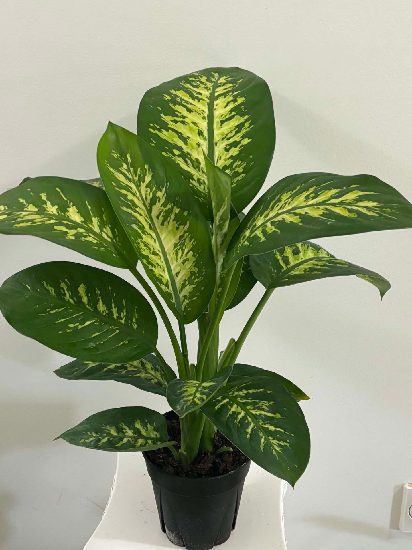 6" Dieffenbachia Tropic Snow
