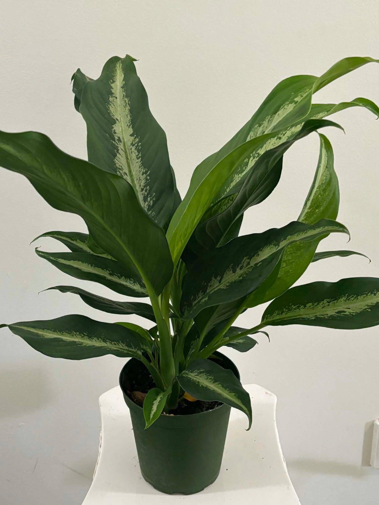 6" Dieffenbachia Panther