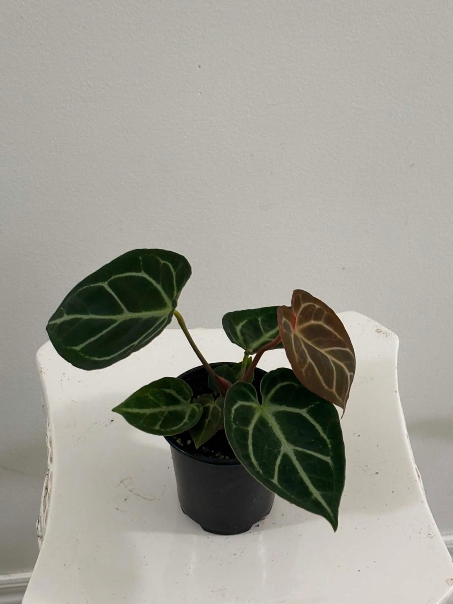 4" Anthurium Red Crystallinum