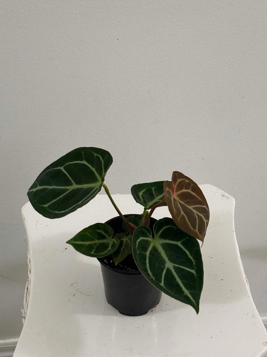 4" Anthurium Red Crystallinum