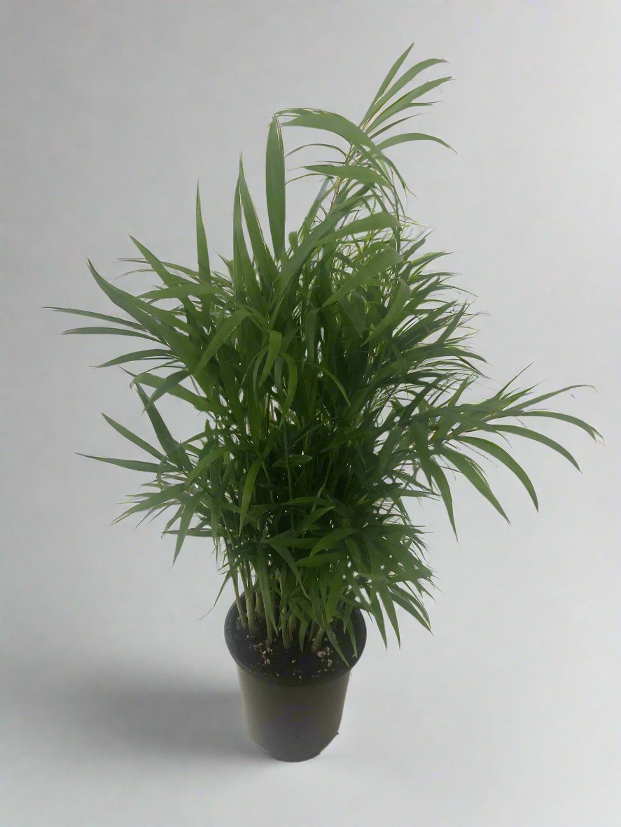 Bella Palm