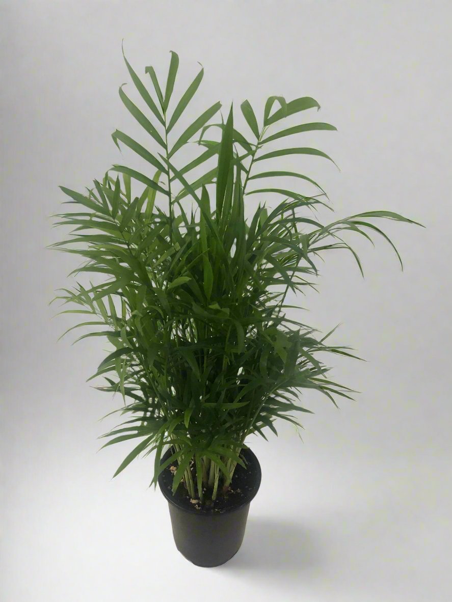 Bella Palm