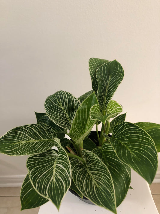6" Philodendron Birkin Variegated