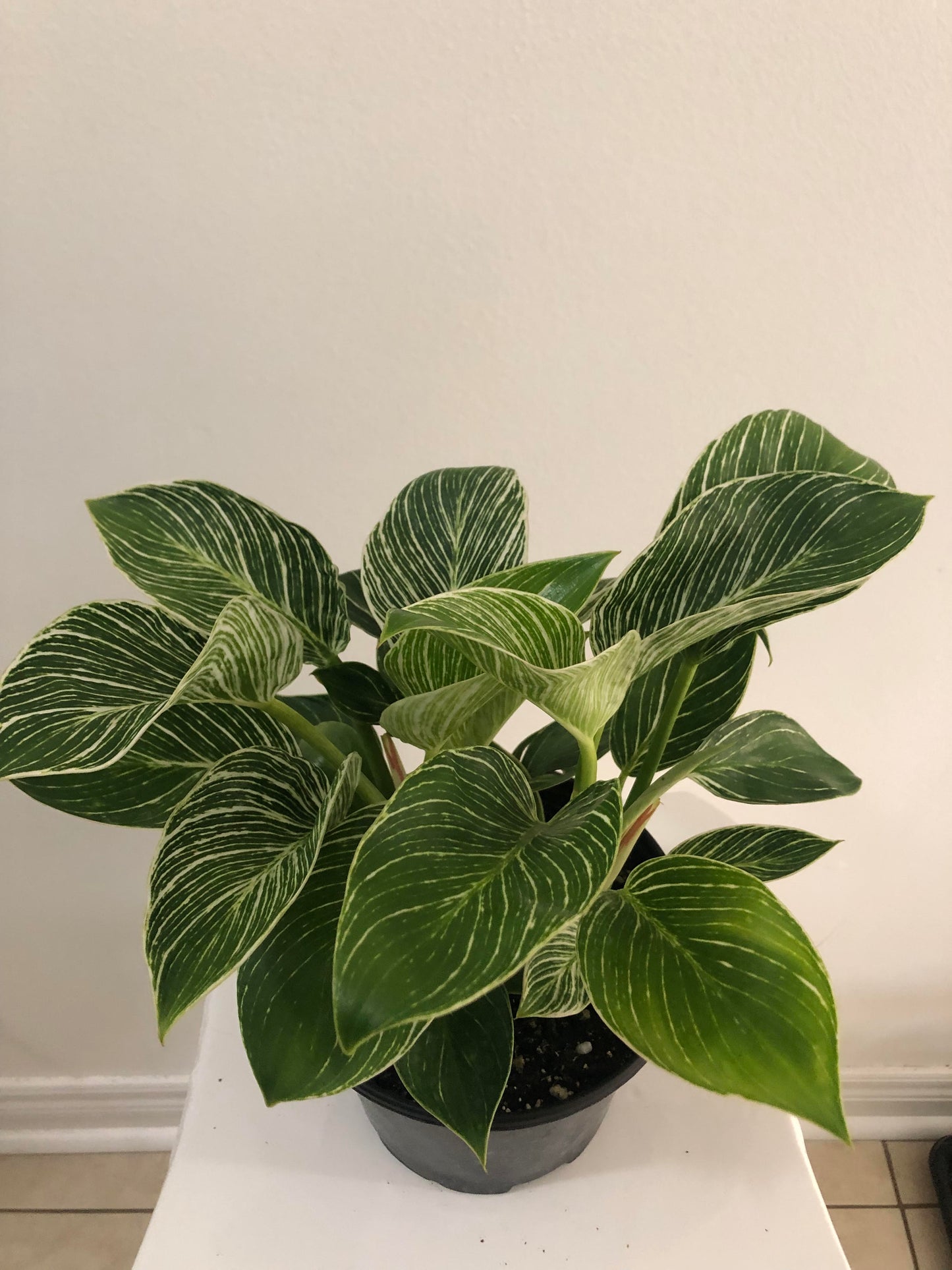 6" Philodendron Birkin Variegated