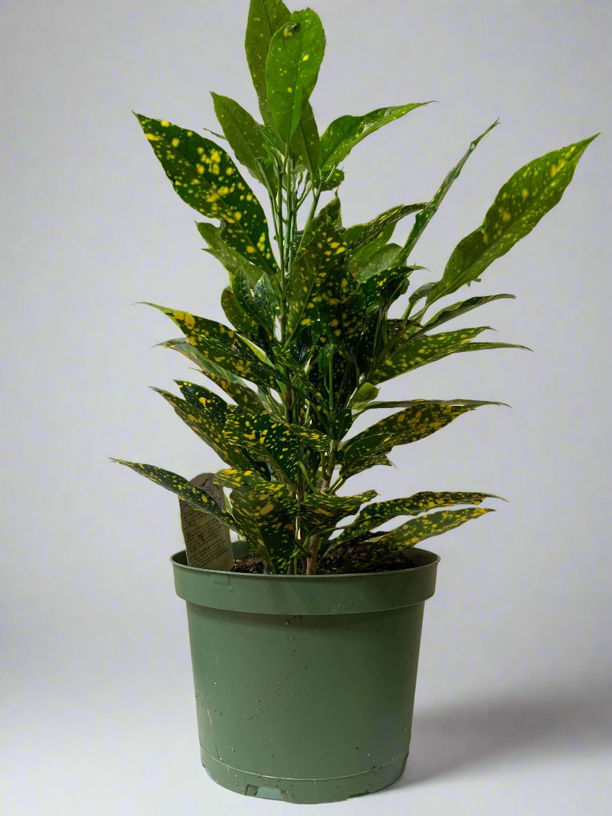 Croton