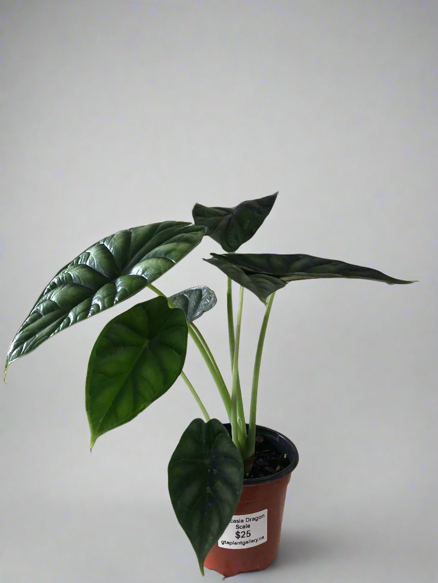 4" Alocasia Dragon Scale