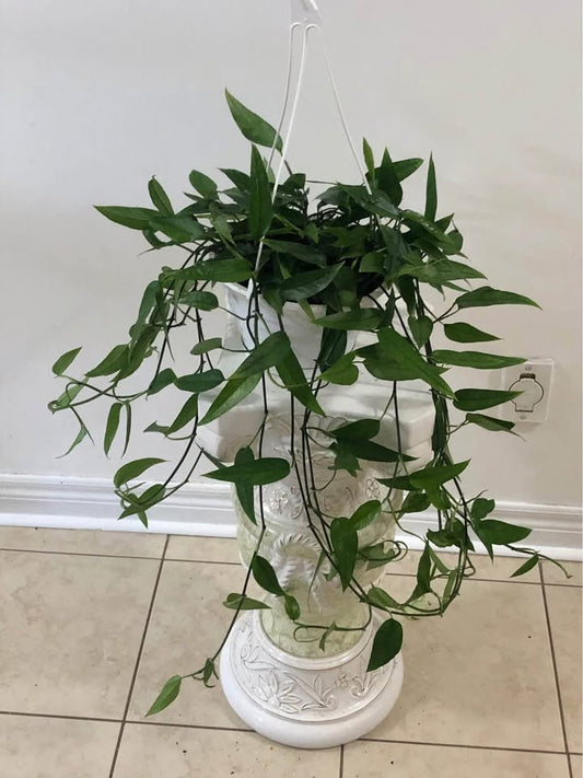 8" Epipremnum Skeleton Key Hanging Basket
