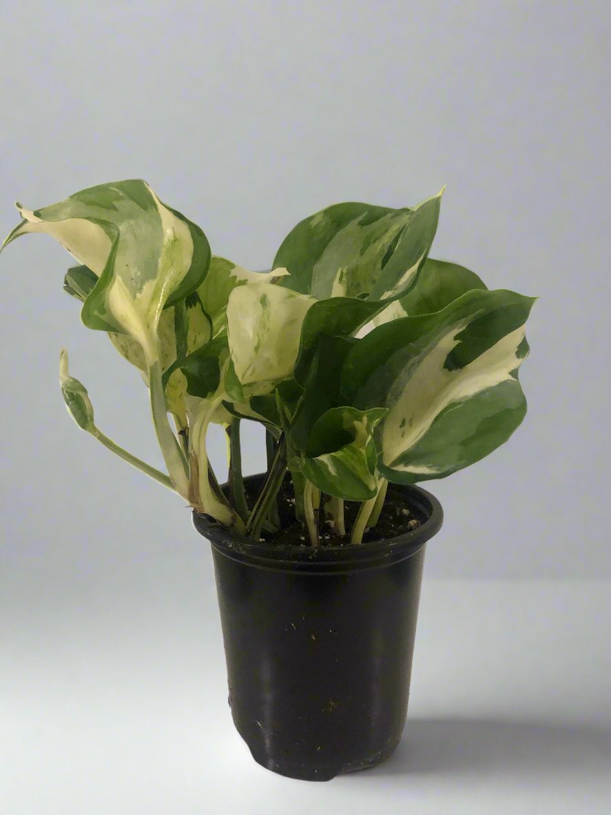 Manjula Pothos