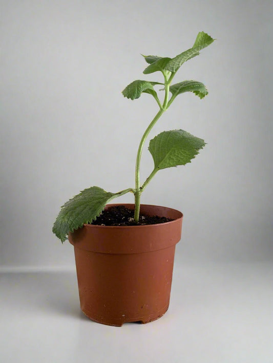 Mexican Mint