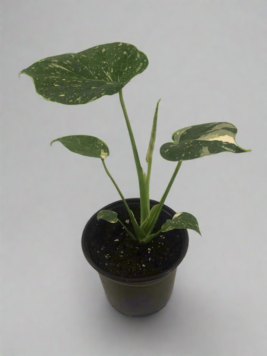 Monstera Thai Constellation 6"
